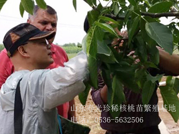 為外賓參觀(guān)訂苗